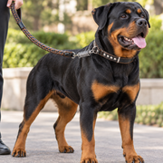 Dog Heavy Duty Leather Leash + Collar DP165