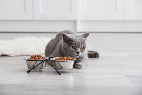 Pet Bowls and Feeders
