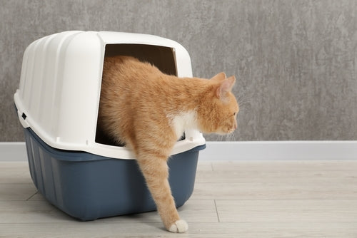 Pet Cleaning and Potty