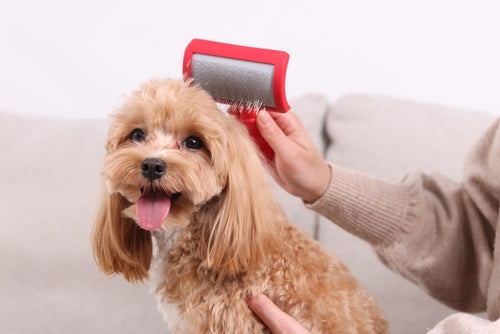 Pet Grooming and Care