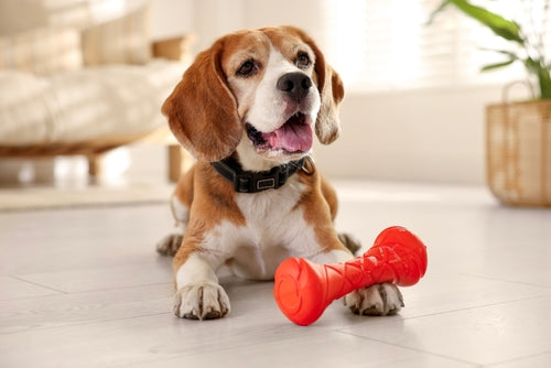Pet Toys