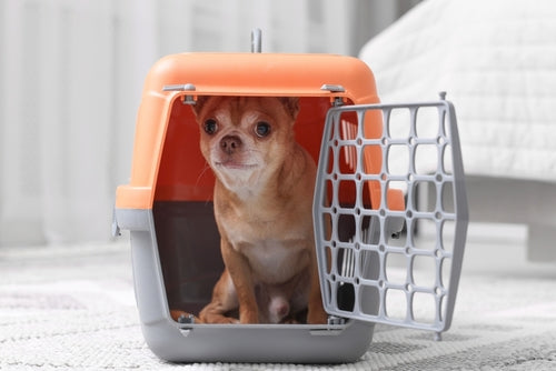 Pet Crates and Carriers