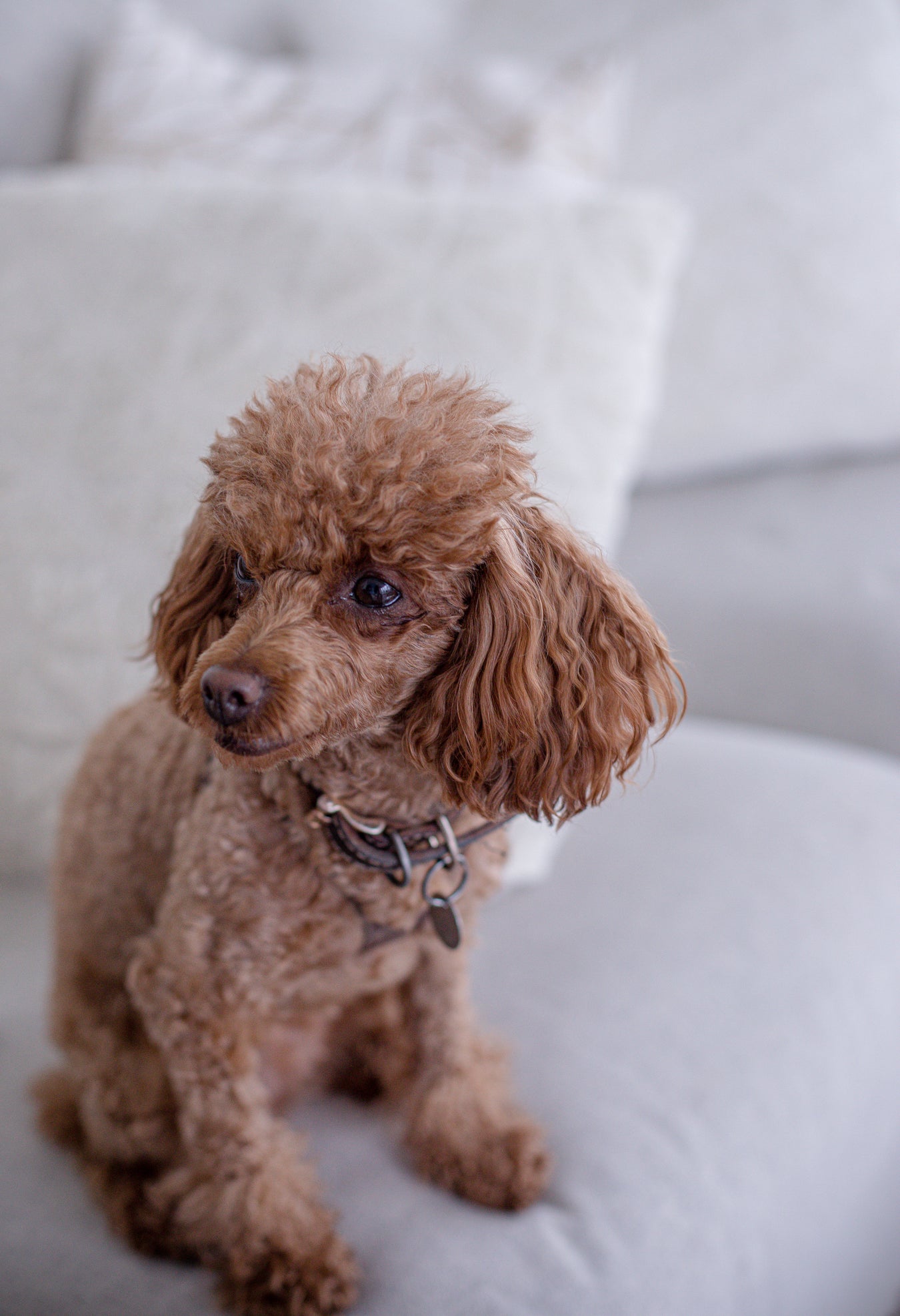 Pet Leashes and Collars